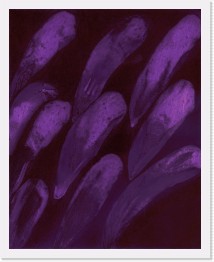 Kapsel 22 * Kapsel 22&nbsp;&nbsp;(color etching, 20x25 cm * 3267 x 4075 * (4.86MB)