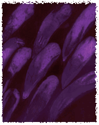 Capsule