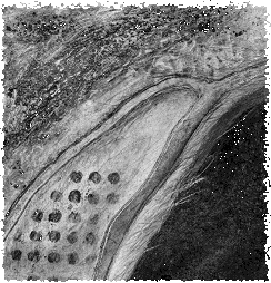 Winterseeds